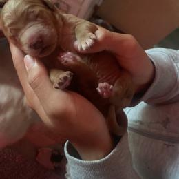 Bernedoodle, Goldendoodle, and Sheepadoodle Puppies from Dhalia’s Doodles