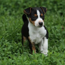 Rat Terrier Puppies from River Ridge Rat Terriers