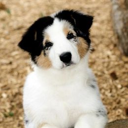 Australian Shepherds from Ashfall Australian Shepherds