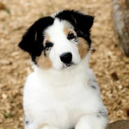 Australian Shepherds from Ashfall Australian Shepherds