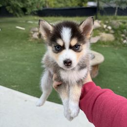 Barney - Tri-color male Pomsky puppy in Scandinavia, Wisconsin from Bonnie’s Little Fluffys