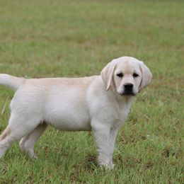 Labrador Retriever Puppies from Penny Lane Labradors