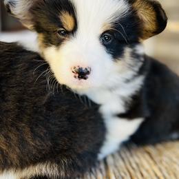 Pembroke Welsh Corgi Puppies from Nunas Corgis