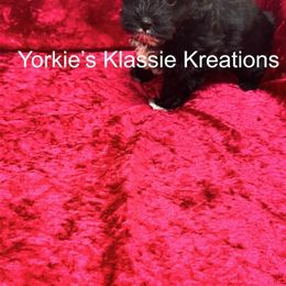 Reign - Parti female Yorkshire Terrier puppy in Dierks, Arkansas from Yorkie’s Klassie Kreations
