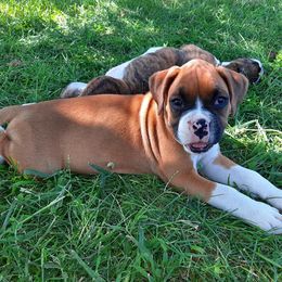 Boxers from Price Purebred Boxers