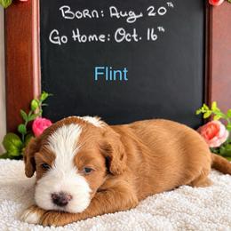 Flint - Red male Bernedoodle puppy in Glendale, Arizona from CocoLove Doodles