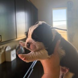 Gray collar - Brown and white male Saint Bernard puppy in Ramona, California from Buendias Ranch Saint Bernards & Bernese Mountain Dogs