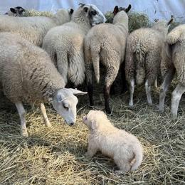 Border Collie and Maremma Sheepdog Puppies from Hope's Farm