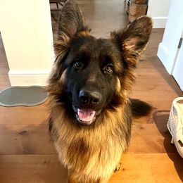 Duke - German Shepherd