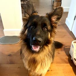 Duke - German Shepherd