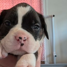Rocky - Brindle Boxer puppy in Wellington, Ohio from Brinkhaven Boxers
