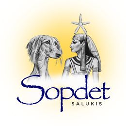 Salukis from Sopdet Salukis- not currently breeders