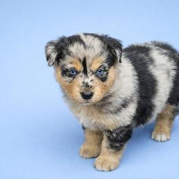 Kiri - Blue merle female Miniature Australian Shepherd puppy in Orrtanna, Pennsylvania from Mountain Top Shepherd's