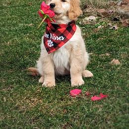 Australian Shepherd and Golden Retriever Puppies from Shadomoon