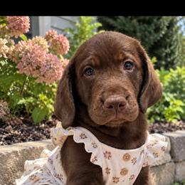 Yellow - Chocolate female Labrador Retriever puppy in Wauconda, Illinois from Oksana's Labrador Retrievers