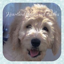 Goldendoodle Puppies from Heartland Poodles and Doodles