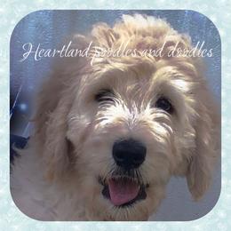 Goldendoodle Puppies from Heartland Poodles and Doodles