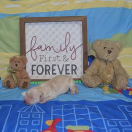 Green - Golden male Golden Retriever puppy in Webster City, Iowa from Whispering Pines Precious Puppies