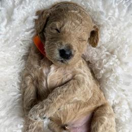 Tito - Apricot male Goldendoodle puppy in Miami, Florida from Kalidoodlee