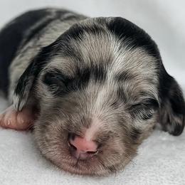 Triceratops - Dapple female Dachshund puppy in Winamac, Indiana from WZ Kennels
