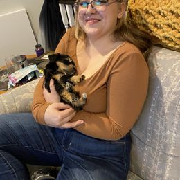 Schnoodle Puppies from Noodle Tings Puppies