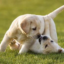 Labrador Retriever Puppies from Meritrust Labradors
