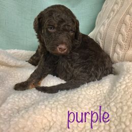 Bernedoodle Puppies from Cry Woof LLC
