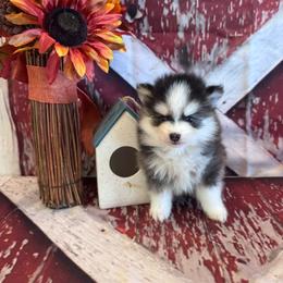 Porsche - Black and white female Pomsky puppy in Bucyrus, Missouri from Hill Top Pomskies