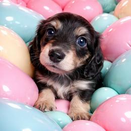 Bono AKC LH Black and cream - Black and cream male Dachshund puppy in Los Angeles, California from Sterling Dachshunds