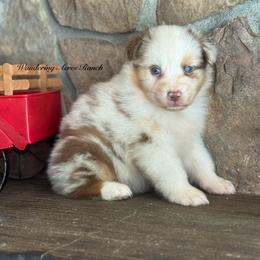 Hashbrown - Red merle male Australian Shepherd puppy in Chehalis, Washington from Wandering Acres Ranch
