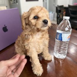 Red girl 2 - Red female Cockapoo puppy in Saginaw, Texas from Pawcious Doodles