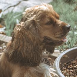 Cocker Spaniels and Poodles from K & M Home Kennels