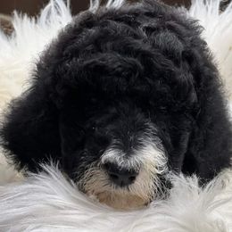Goldendoodle and Poodle Puppies from Elizabeth Rocha's Doodles