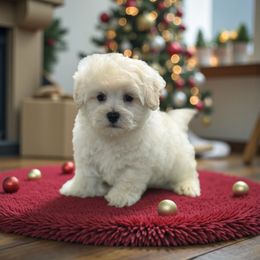 Kola - Cream male Maltipoo puppy in Lebanon, Kentucky from Mosaic Merle Doodles