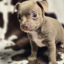 Teddy - Blue and white male Chihuahua puppy in Plainfield, Indiana from Abby's Pampered Pooches