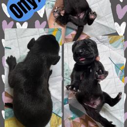 Onyx - Black male Great Dane puppy in Wellsville, New York from Prophecy Danes