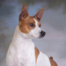 Rat Terriers from Battle Born Terriers