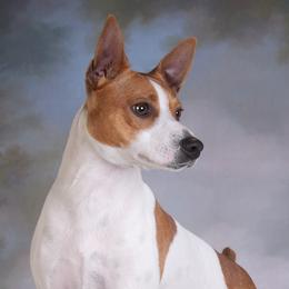Rat Terriers from Battle Born Terriers