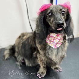 Ivy Lyn - Dachshund
