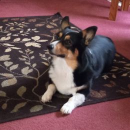 Rikki - Australian Shepherd