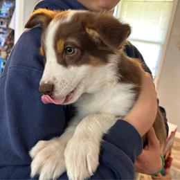 Orzo Girl 2 - Red tri-color female Australian Shepherd puppy in Johnson City, Tennessee from St. Isidore Australian Shepherds