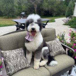 Hattie - Sheepadoodle