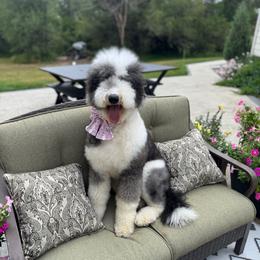 Hattie - Sheepadoodle