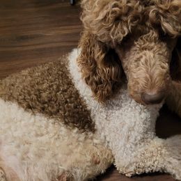 Poodles from Leatherman Farms