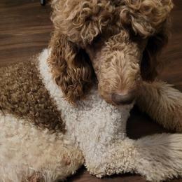 Poodles from Leatherman Farms