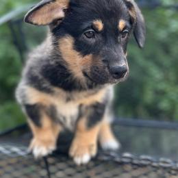 Zion - Black and tan male American Corgi puppy in Hope, Arkansas from Foxy Knoll Farm
