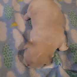 Shih Tzu Puppies from N.F.S.T Imperial ShihTzu Puppies.