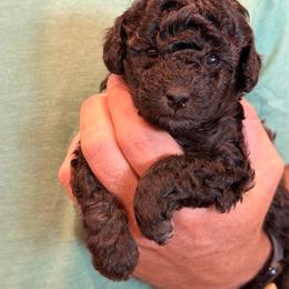 Elsie - Silver female Poodle puppy in Flagstaff, Arizona from Fido Dei Poodles