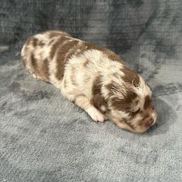 Red Merle Female 1 - 2000 - Red merle female Australian Shepherd puppy in Morristown, Tennessee from Lakeway Farms