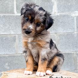 Dutchess - Blue merle female Miniature American Shepherd puppy in Idaho Falls, Idaho from Sugartop Minis